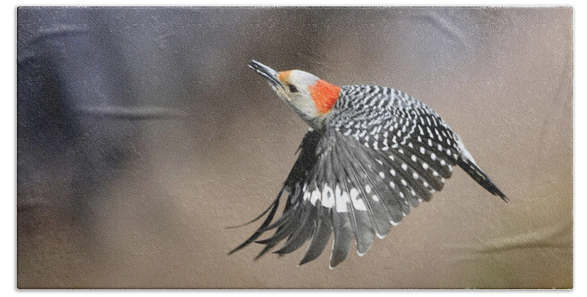 Nature Beach Sheet featuring the photograph Redbelly Woodpecker Flight by Nava Thompson