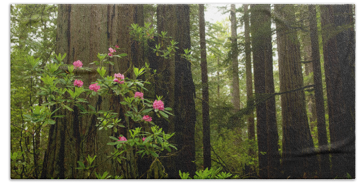 Photography Beach Towel featuring the photograph Redwood Trees And Rhododendron Flowers by Panoramic Images
