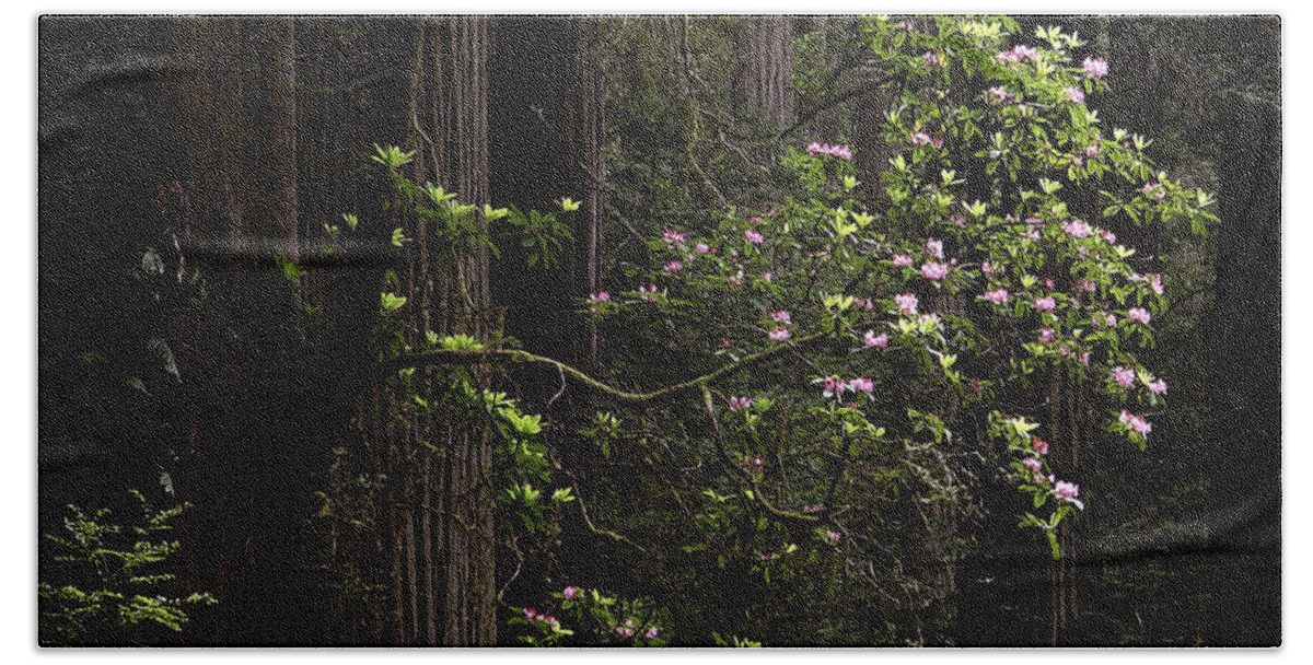 Redwoods Beach Towel featuring the photograph Redwoods and Rhodys by Betty Depee