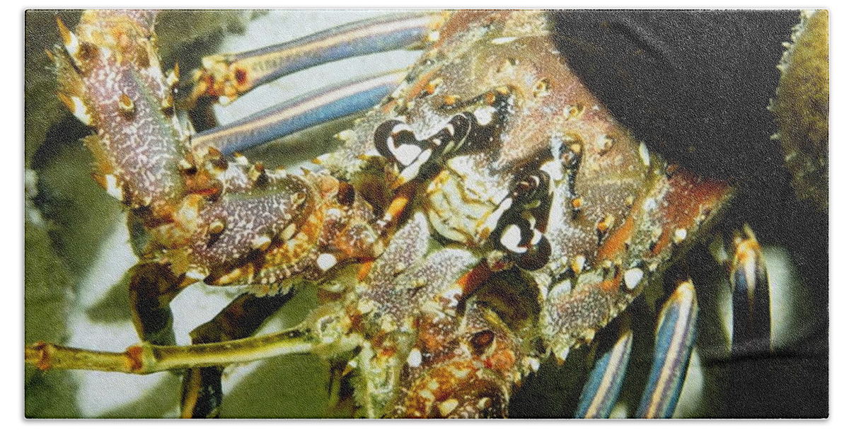 Nature Beach Sheet featuring the photograph Reef Lobster Close Up Spotlight by Amy McDaniel