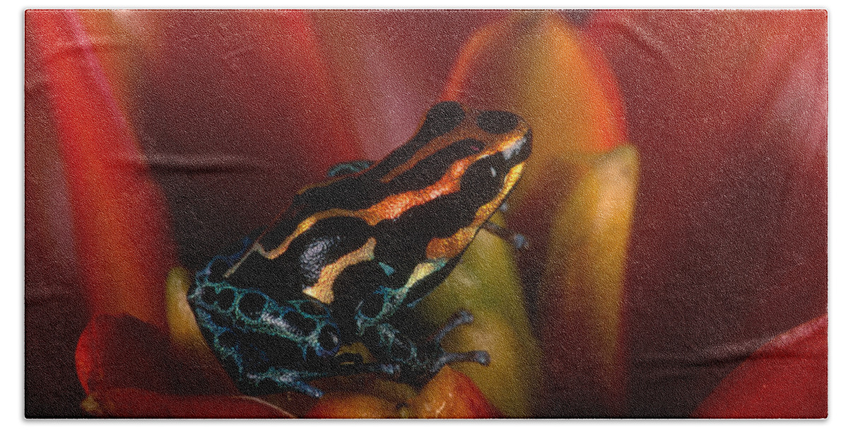 Amazon Beach Towel featuring the photograph Reticulated Poison Frog by Steve Cooper