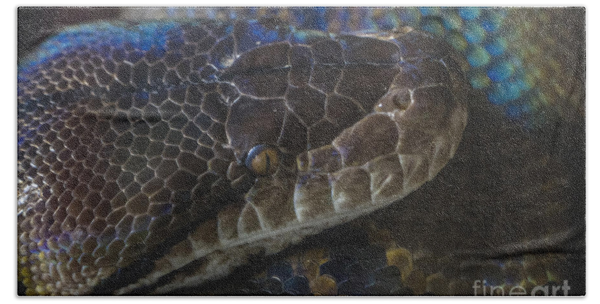 Clare Bambers Beach Towel featuring the photograph Reticulated Python with Rainbow Scales by Clare Bambers