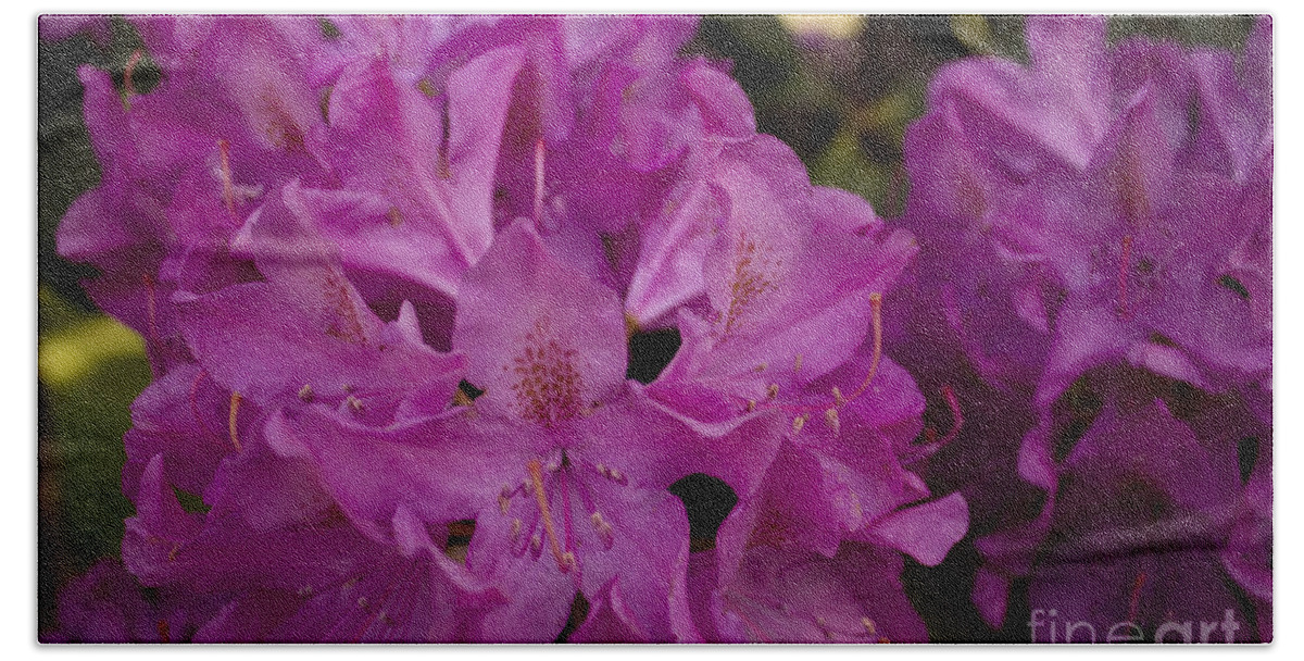 Rhododendron Beach Towel featuring the photograph Rhododendron Blooming by Brad Marzolf Photography