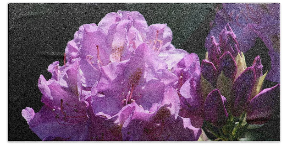 Rhododendron Beach Towel featuring the photograph Rhododendron In The Morning Light by Kay Novy