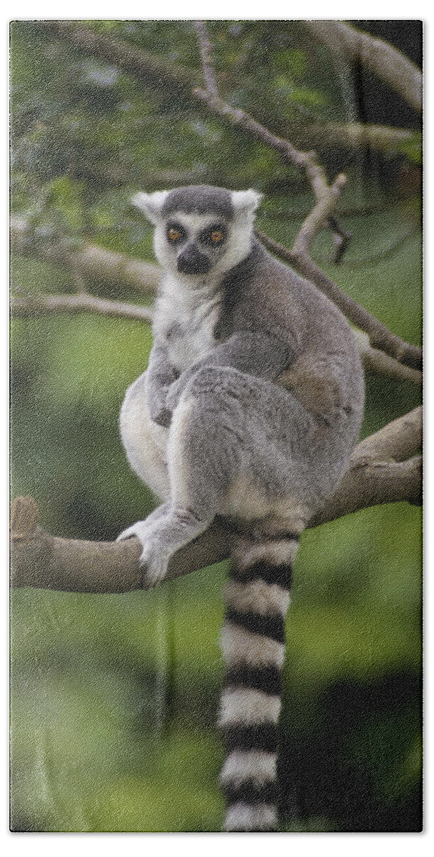 Feb0514 Beach Towel featuring the photograph Ring-tailed Lemur Sitting Madagascar by Gerry Ellis