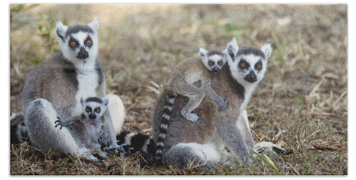 Feb0514 Beach Towel featuring the photograph Ring Tailed Lemur With Young Madagascar by Konrad Wothe
