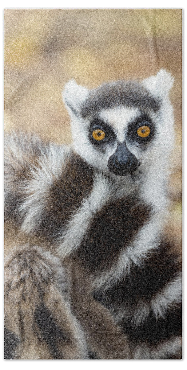 Feb0514 Beach Towel featuring the photograph Ring Tailed Lemur Wrapped In Tail by Konrad Wothe