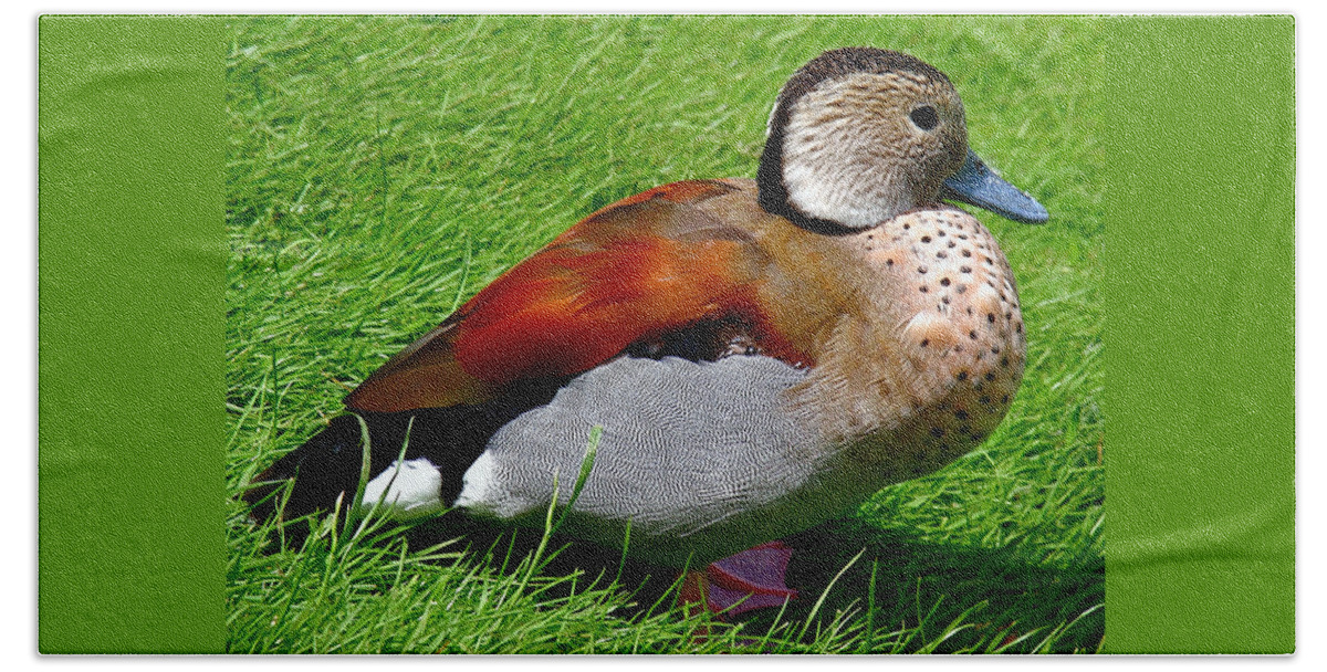 Duck Beach Sheet featuring the photograph Ringed Teal Drake by Rona Black