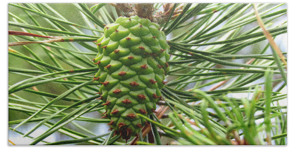 Pine Cone Beach Towel featuring the photograph Ripening Pine Cone by Elizabeth Dow