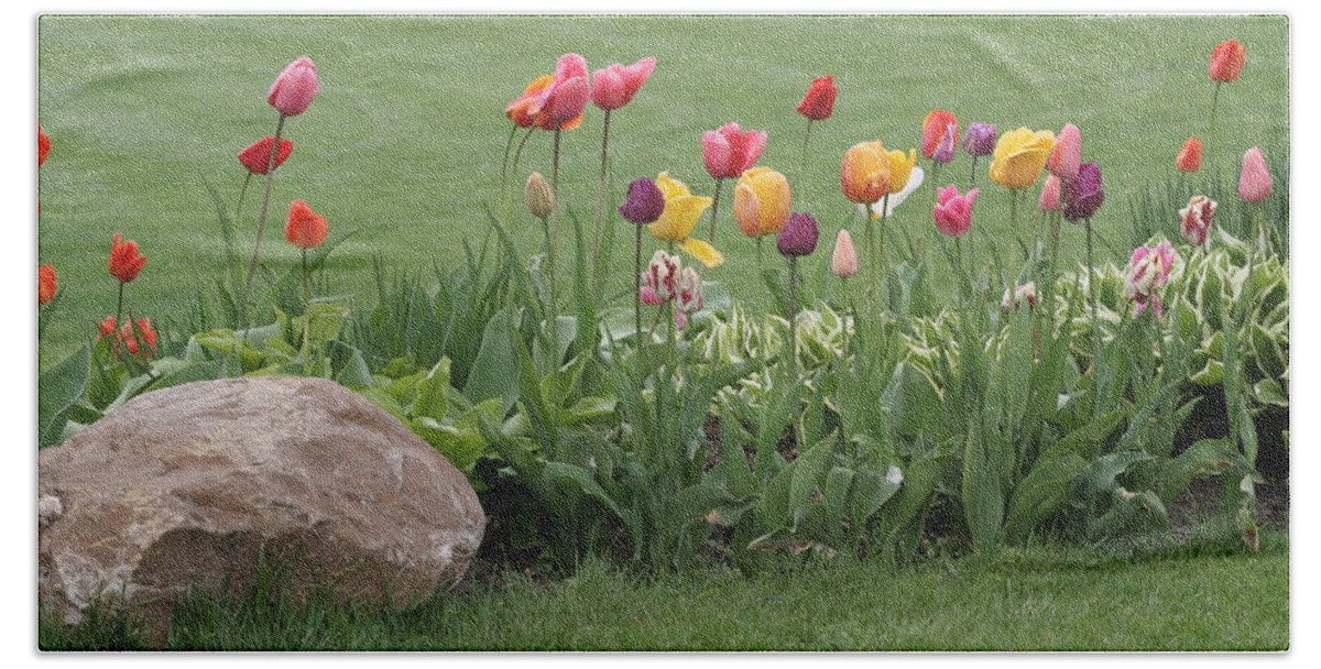 Tulips Beach Towel featuring the photograph Tulip and Hosta Garden by Valerie Collins