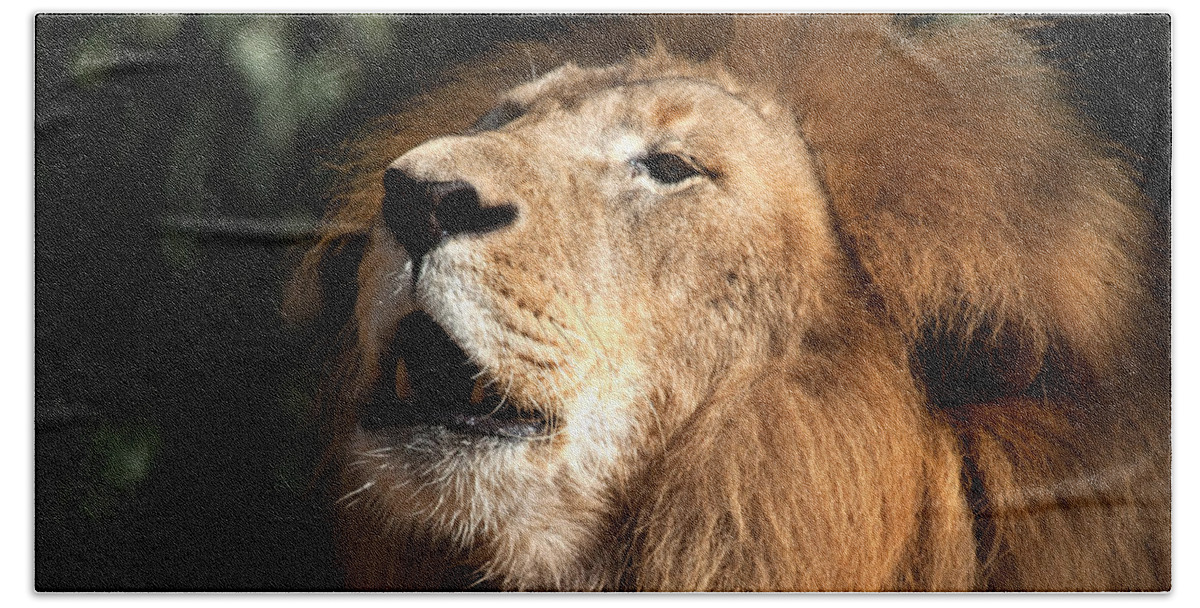 Lion Beach Towel featuring the photograph Roar - African Lion by Meg Rousher