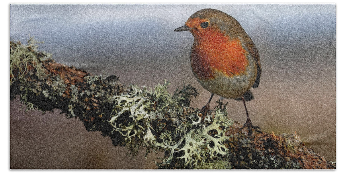 Robin Beach Towel featuring the photograph Robin by Gavin Macrae