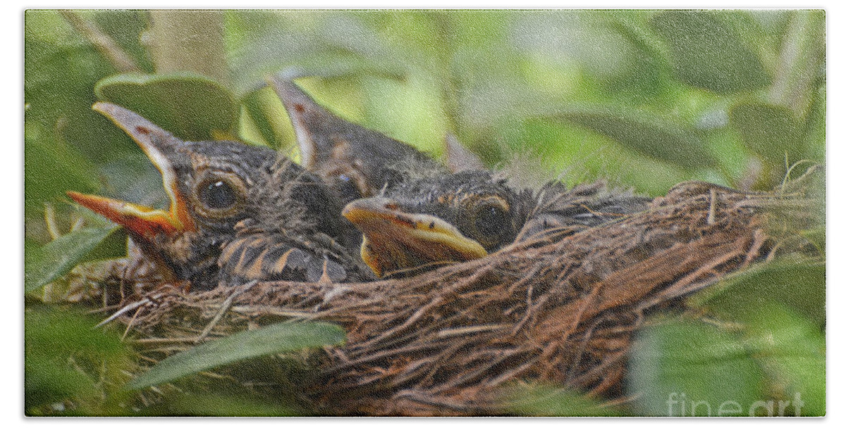 Nature Beach Towel featuring the photograph Robins in the Nest by Debbie Portwood