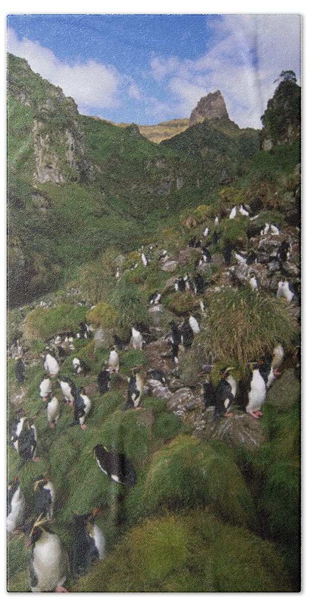 Feb0514 Beach Towel featuring the photograph Rockhopper Penguin Nesting Colony Gough by Tui De Roy