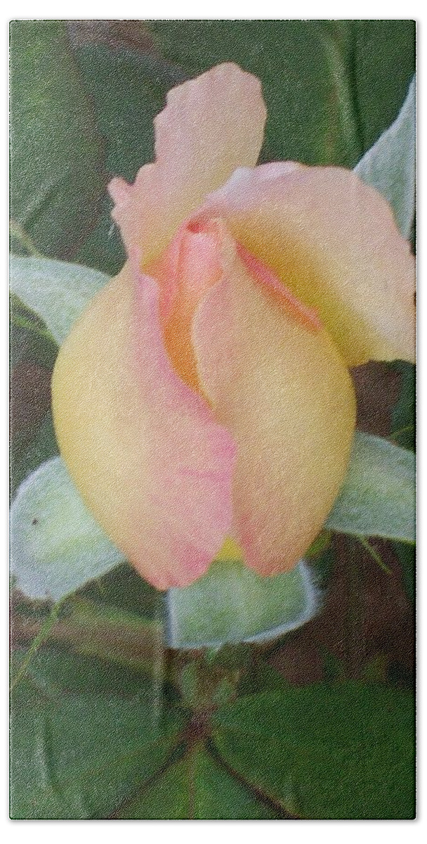 Rose Bud Just Starting To Open Up. Beach Towel featuring the photograph Rosebud by Belinda Lee