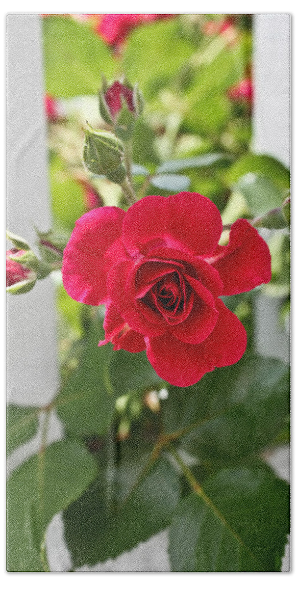 Red Rose Photographs Beach Towel featuring the photograph Roses Are Red by Joann Copeland-Paul