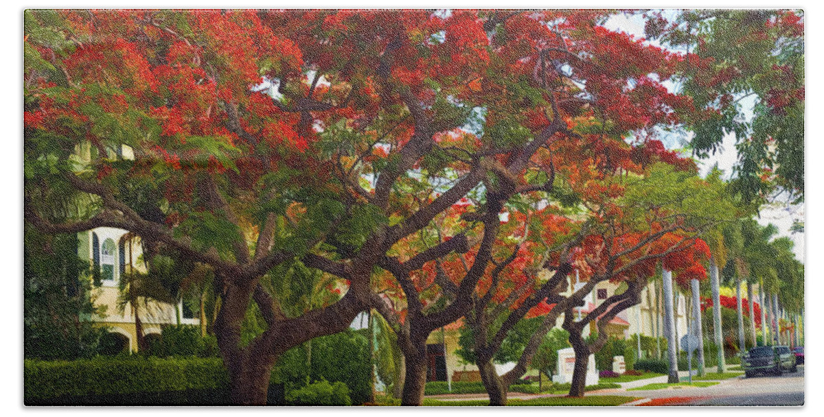 Royal Poinciana Tree Beach Towel featuring the photograph Royal Poinciana Trees Blooming in South Florida by Ginger Wakem