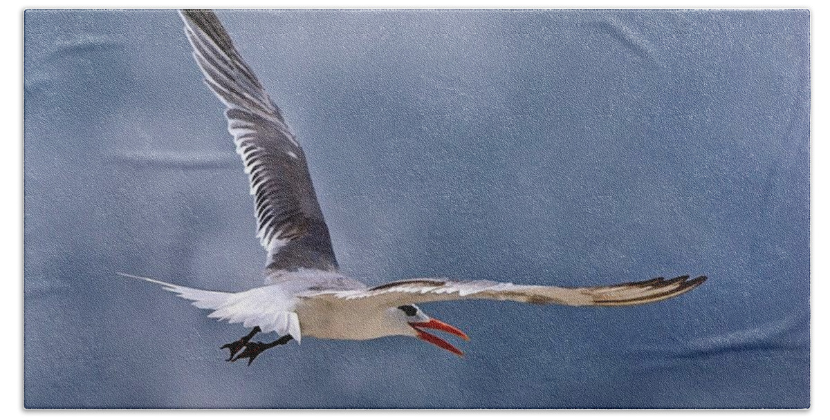 Tern Beach Sheet featuring the photograph Royal Tern 1 by Ludwig Keck