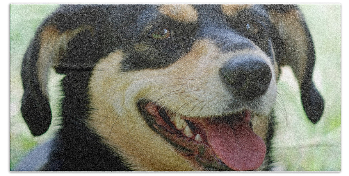 Animals Beach Towel featuring the photograph Ruby by Lisa Phillips