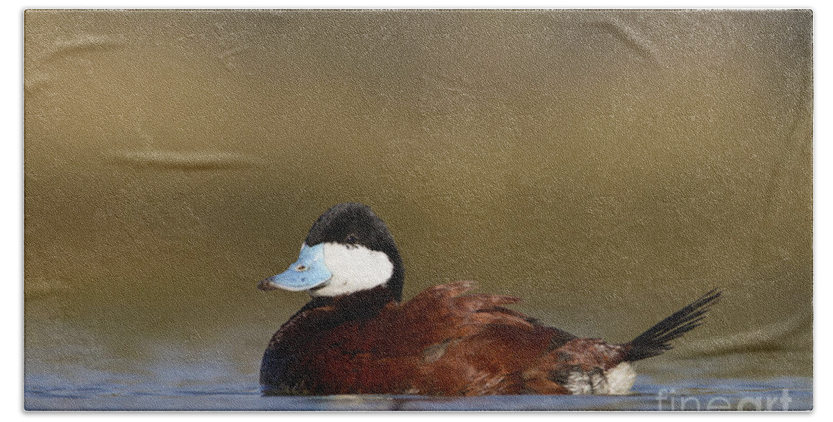 Duck Beach Sheet featuring the photograph Ruddy Duck by Bryan Keil
