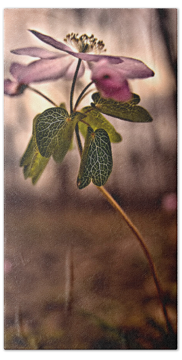 2011 Beach Towel featuring the photograph Rue Anemone by Robert Charity