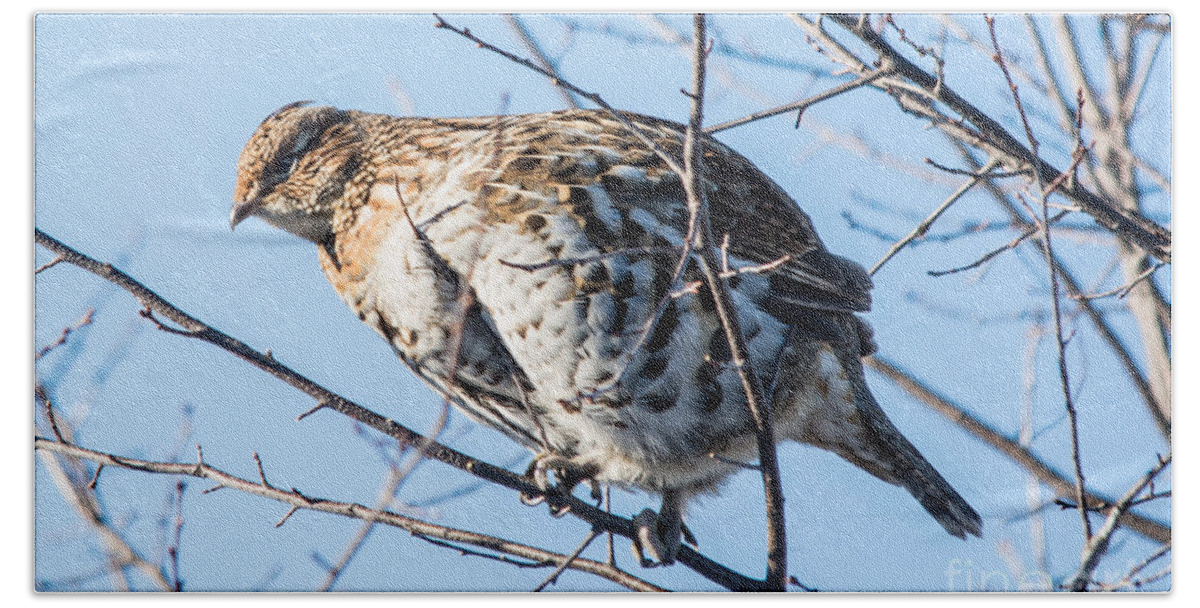  Beach Towel featuring the photograph Ruffed Grouse in a Tree by Cheryl Baxter