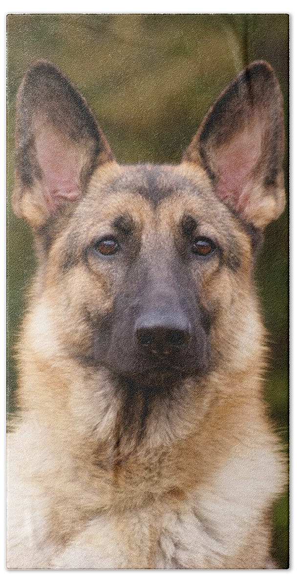 German Shepherd Beach Towel featuring the photograph Sable German Shepherd Dog by Sandy Keeton