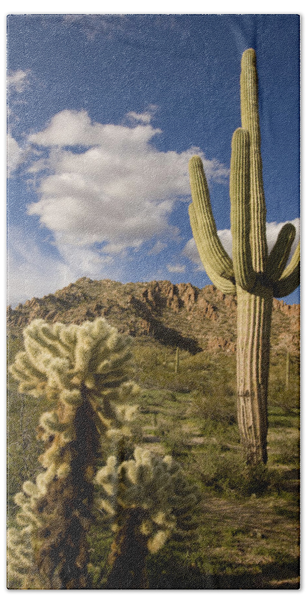 Feb0514 Beach Towel featuring the photograph Saguaro Cactus In Desert Arizona by Tom Vezo