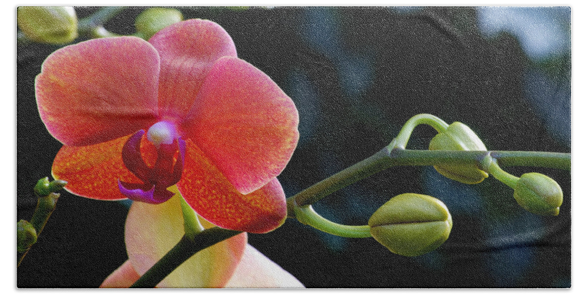 Salmon Beach Towel featuring the photograph Salmon Pink Orchid and Buds by Nancy Mueller
