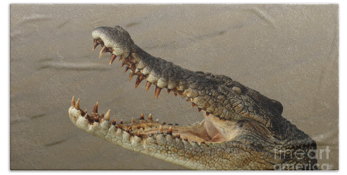 Salt Water Crocodile Beach Sheet featuring the photograph Salt Water Crocodile 1 by Bob Christopher