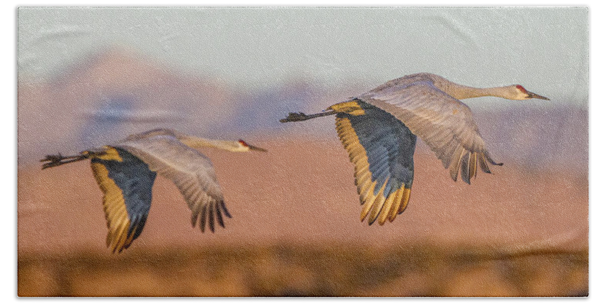Birds Beach Towel featuring the photograph Sandhill Crane Pair by Fred J Lord