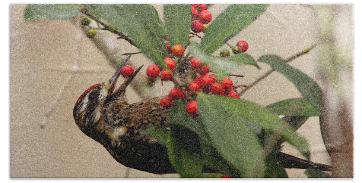 Sapsucker Beach Sheet featuring the photograph Sapsucker Eating Holly Berries by Bruce J Robinson