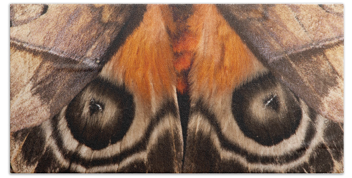 Feb0514 Beach Towel featuring the photograph Saturniid Moth Yasuni Ecuador by Pete Oxford