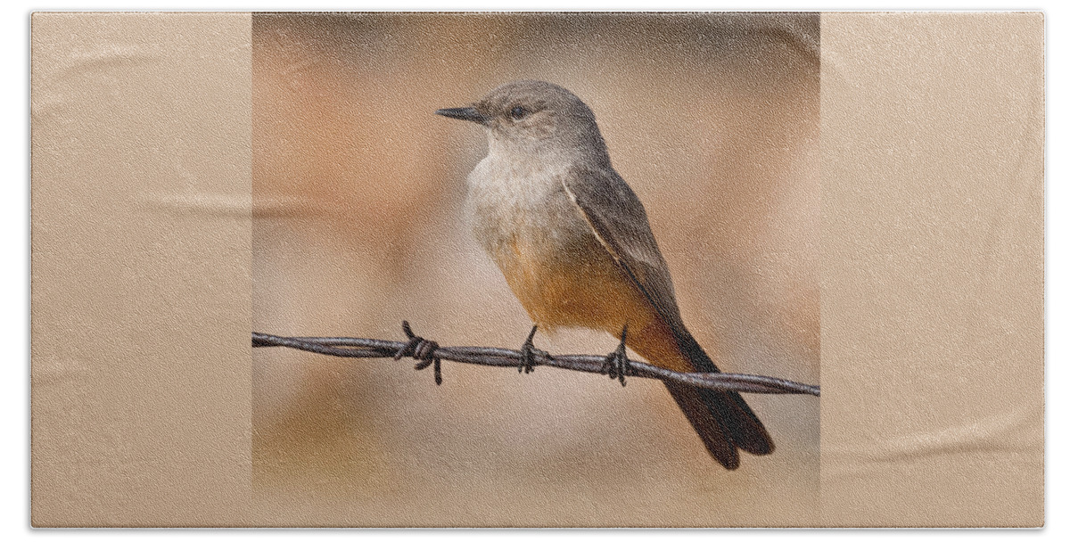 Animal Beach Sheet featuring the photograph Say's Phoebe on a Barbed Wire by Jeff Goulden