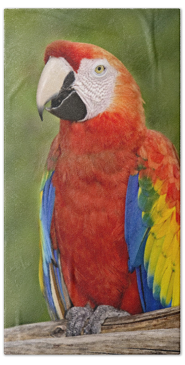 Amazon Beach Towel featuring the photograph Scarlet Macaw Parrot by Susan Candelario