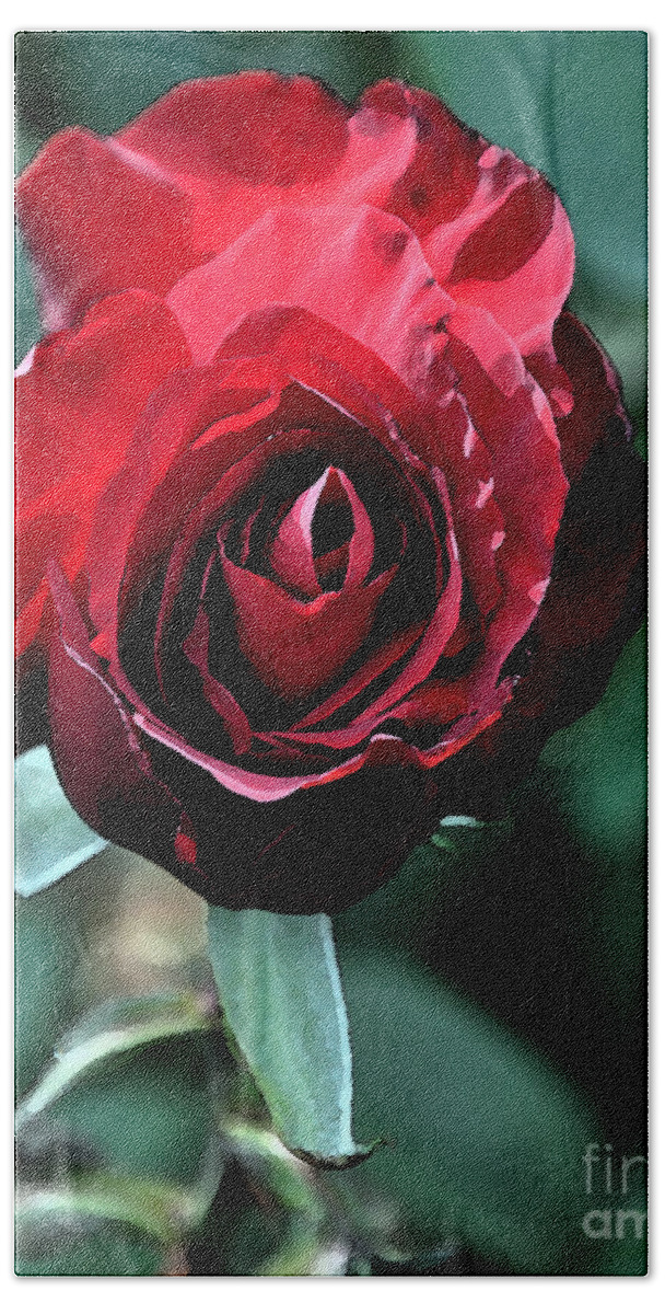 Rose Beach Towel featuring the digital art Red Rose Bloom by Kirt Tisdale
