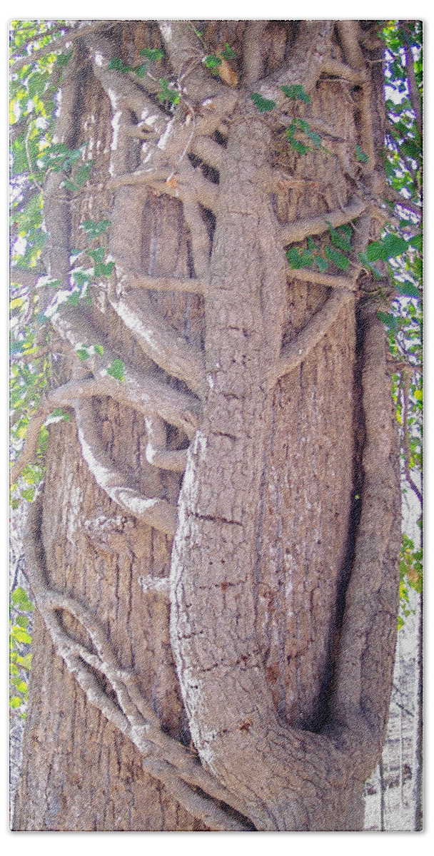 Tree Beach Towel featuring the photograph Scorpion Tree by Richard Bryce and Family