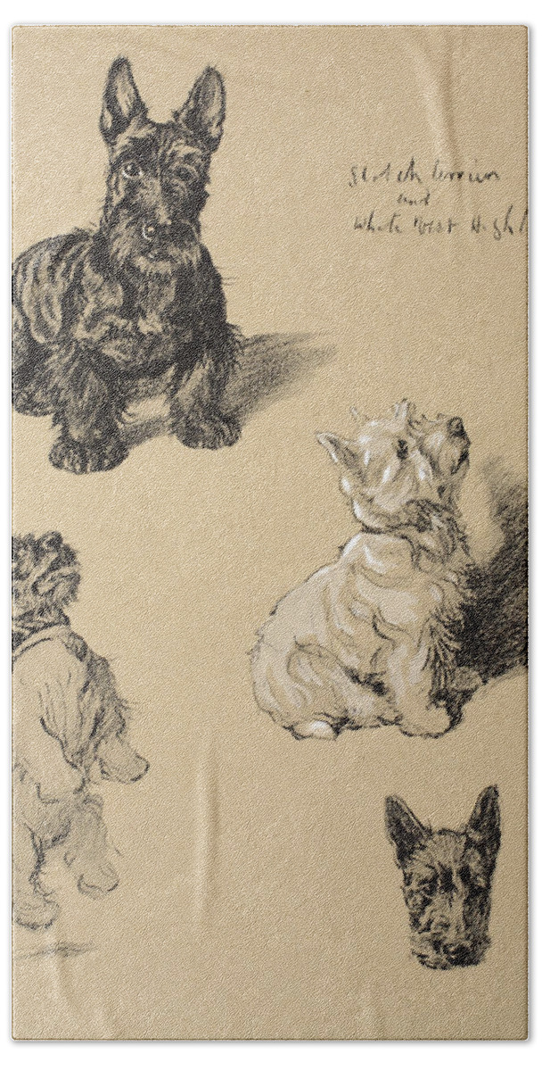 Dog Beach Towel featuring the drawing Scotch Terrier And White Westie by Cecil Charles Windsor Aldin