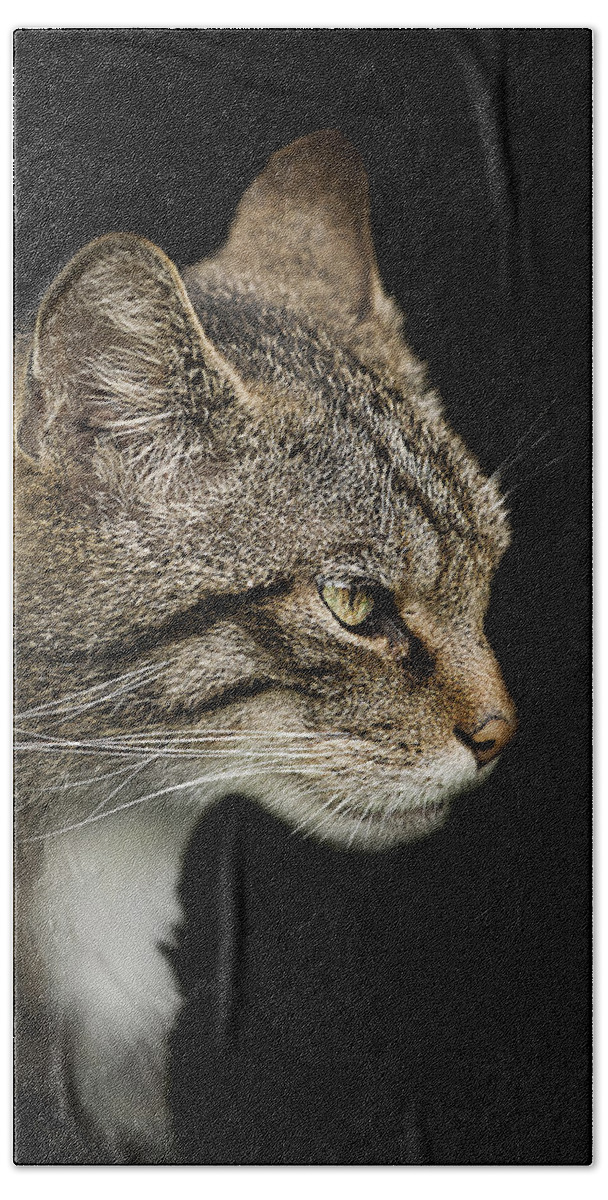 Cat Beach Towel featuring the photograph Scottish Wildcat by Paul Neville