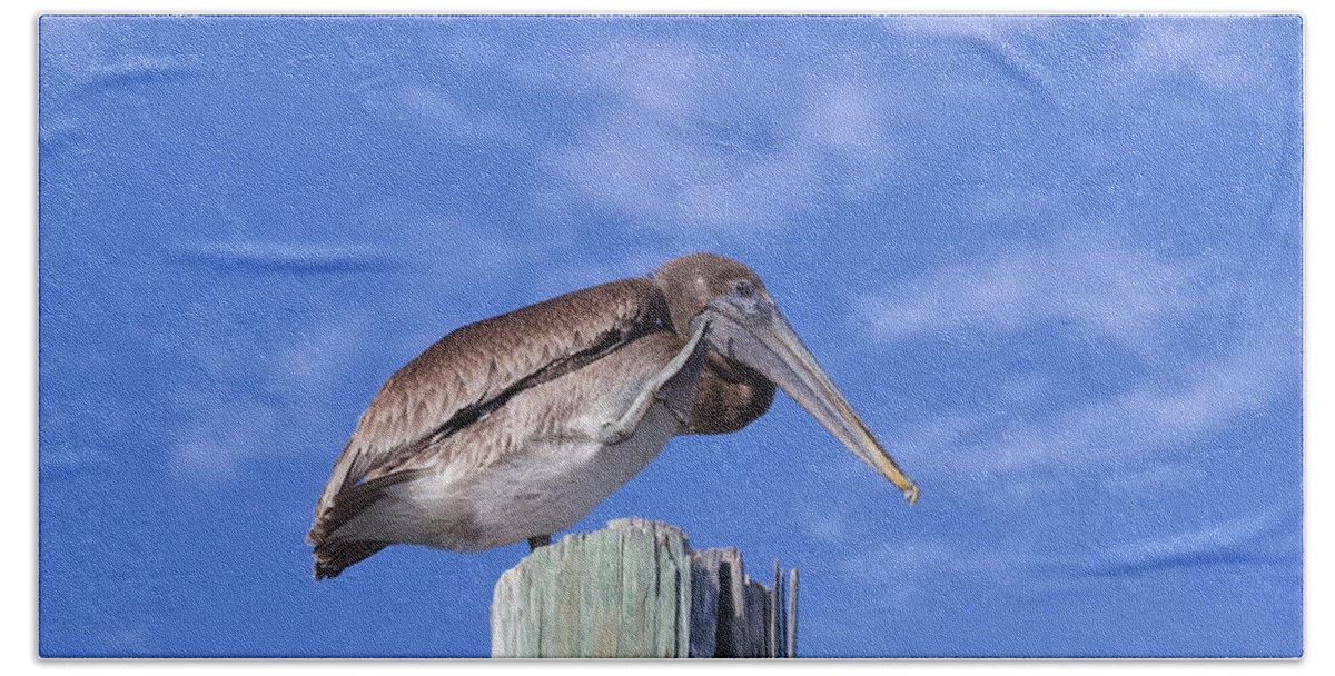 Pelican Beach Towel featuring the photograph Scratching by Kim Hojnacki