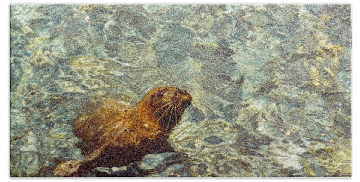 Seaworld Beach Towel featuring the photograph Sea otter by Robert Floyd