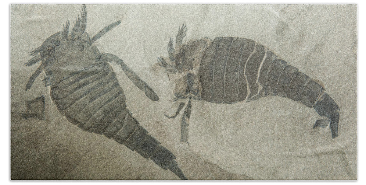Nature Beach Towel featuring the photograph Sea Scorpion Fossils by Millard H. Sharp