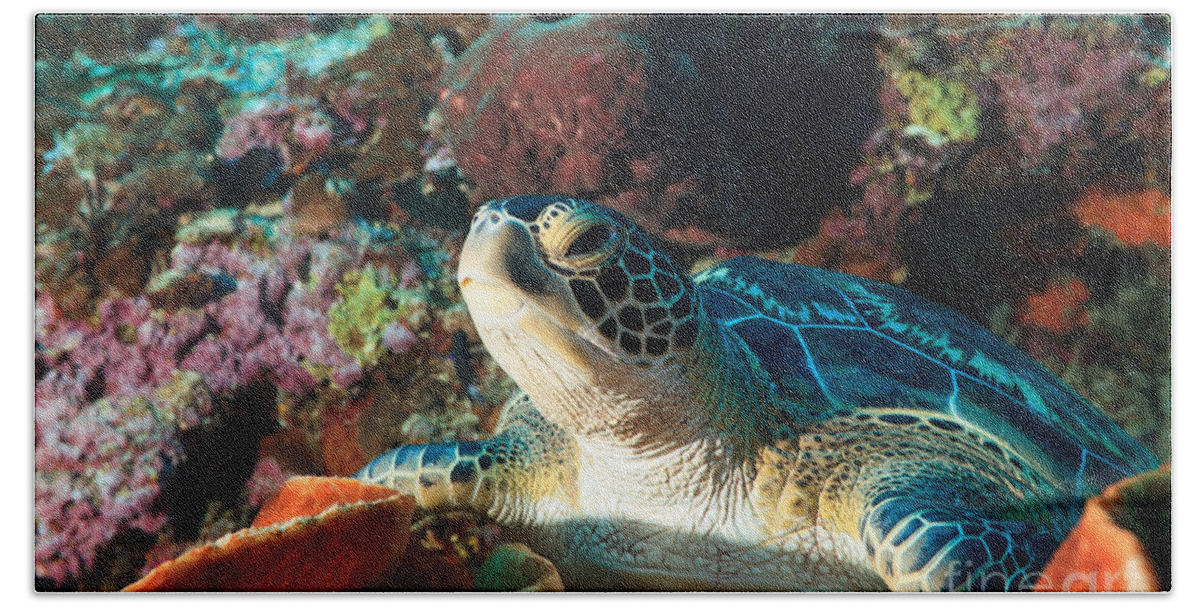 Turtle Beach Towel featuring the photograph Sea turtle by MotHaiBaPhoto Prints