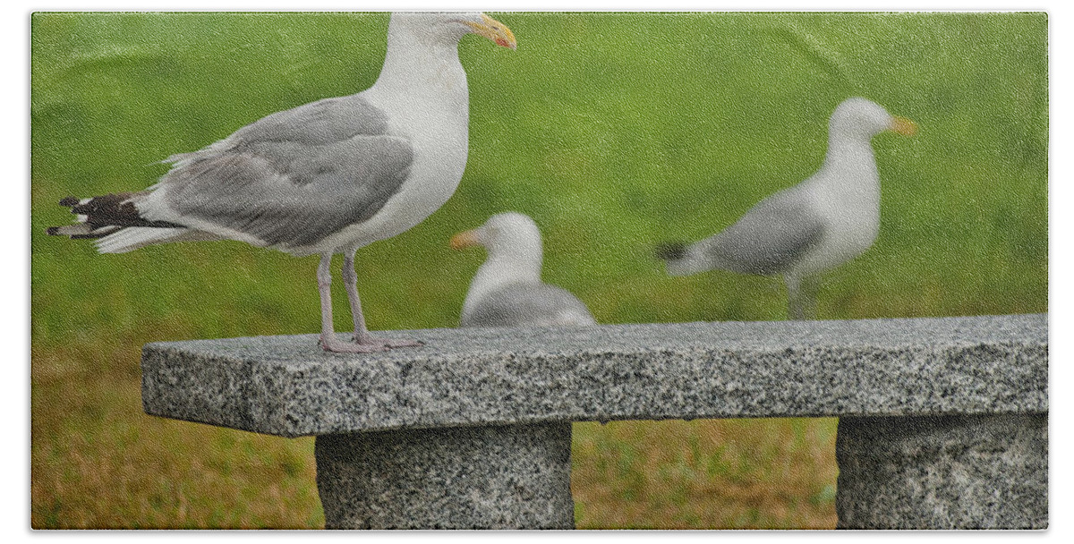 Maine Beach Towel featuring the photograph Seagull on Stone Bench by Mitchell R Grosky
