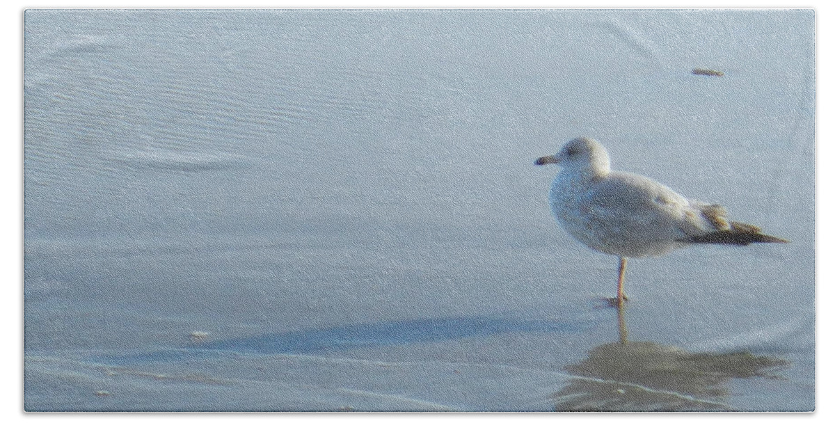 Bird Beach Towel featuring the photograph Seagull Reflects by Deborah Ferree