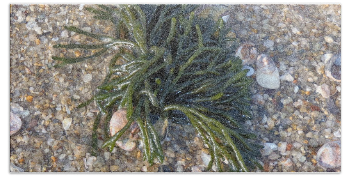 Seaweed Beach Sheet featuring the photograph Seaweed by Robert Nickologianis