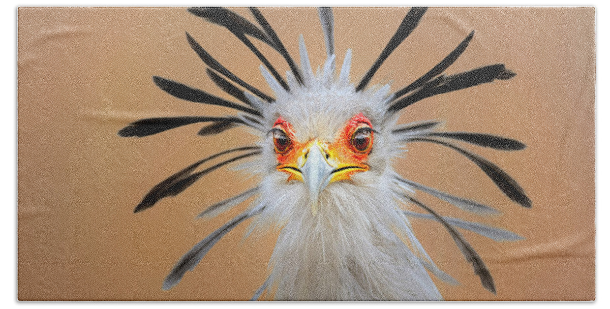 Bird Beach Towel featuring the photograph Secretary bird portrait close-up head shot by Johan Swanepoel