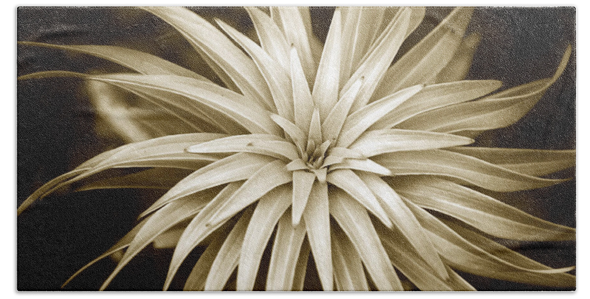 Leaves Beach Towel featuring the photograph Sepia Plant Spiral by Christina Rollo