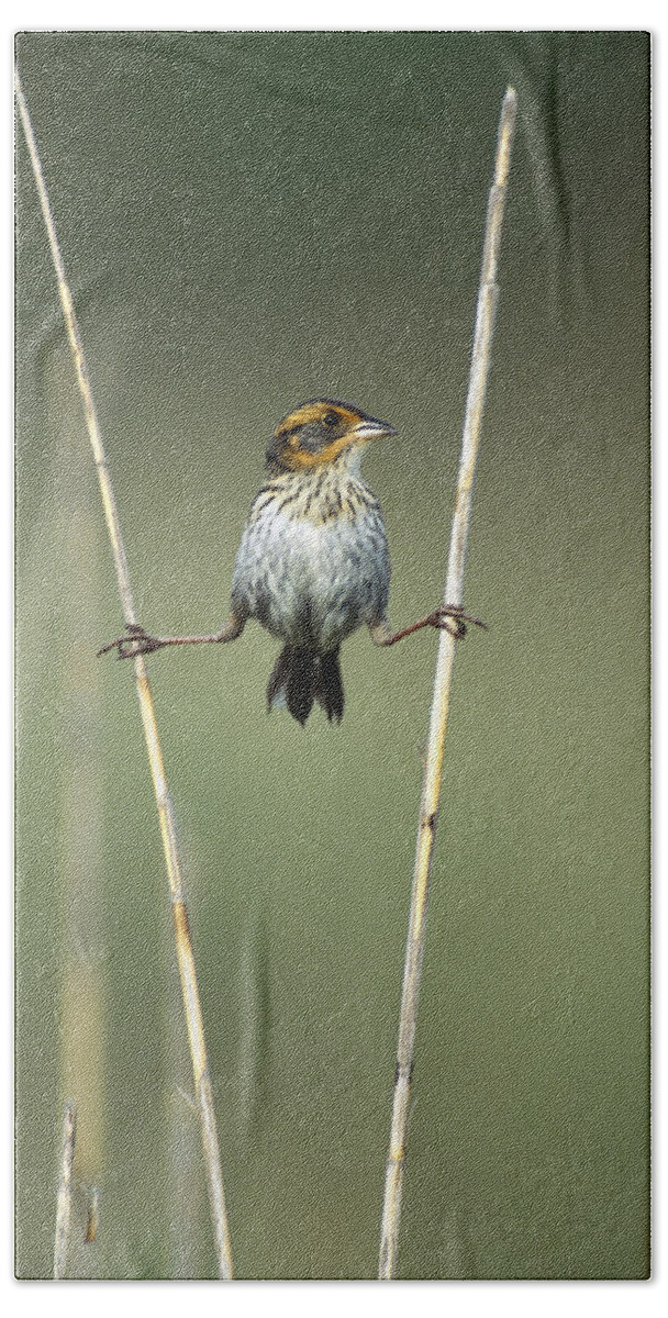 Feb0514 Beach Towel featuring the photograph Sharp-tailed Sparrow On Reeds Long by Tom Vezo