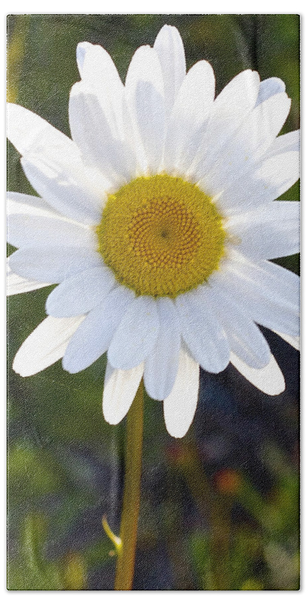 Daisy Beach Towel featuring the photograph She Loves Me She Loves Me Not by Todd Kreuter